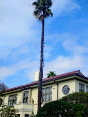 ワシントンヤシ