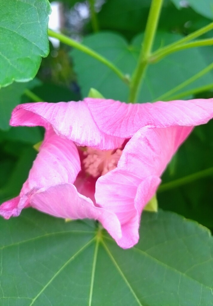 恥ずかしがりやなフヨウ(⁠◍⁠•⁠ᴗ⁠•⁠◍⁠)⁠✧⁠*⁠。