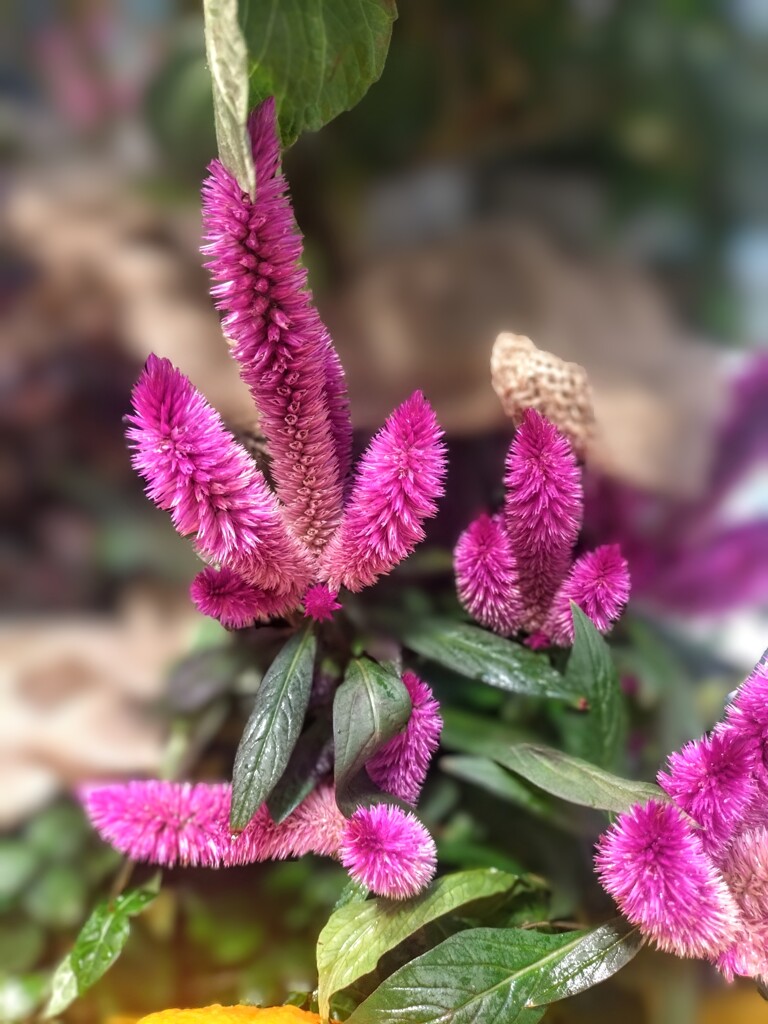 つんつんしていい？