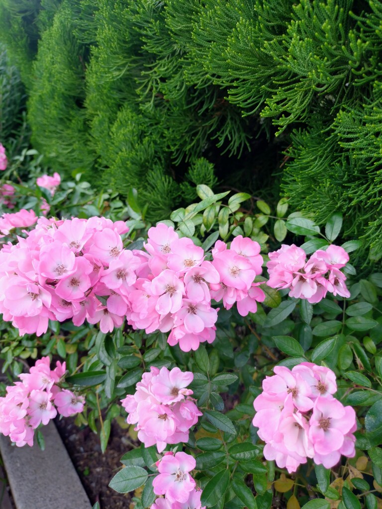 ピンクはお好き？