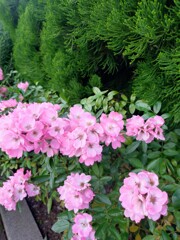 ピンクはお好き？