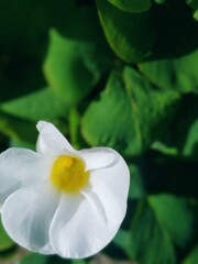 幸福が飛んでくる