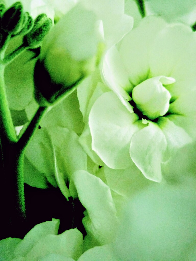 ロマンスがありあまる　③