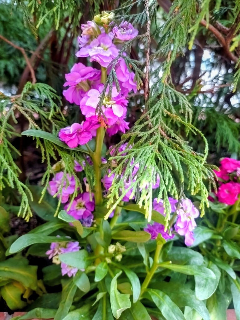 記念日にはストックの花を