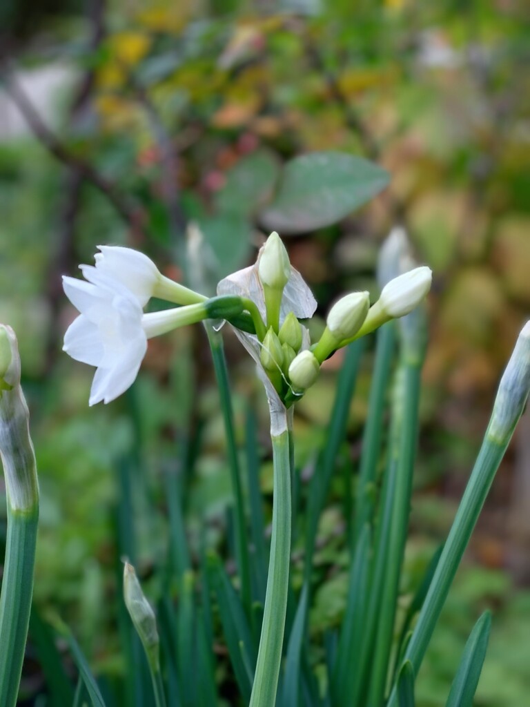 ペーパーホワイト