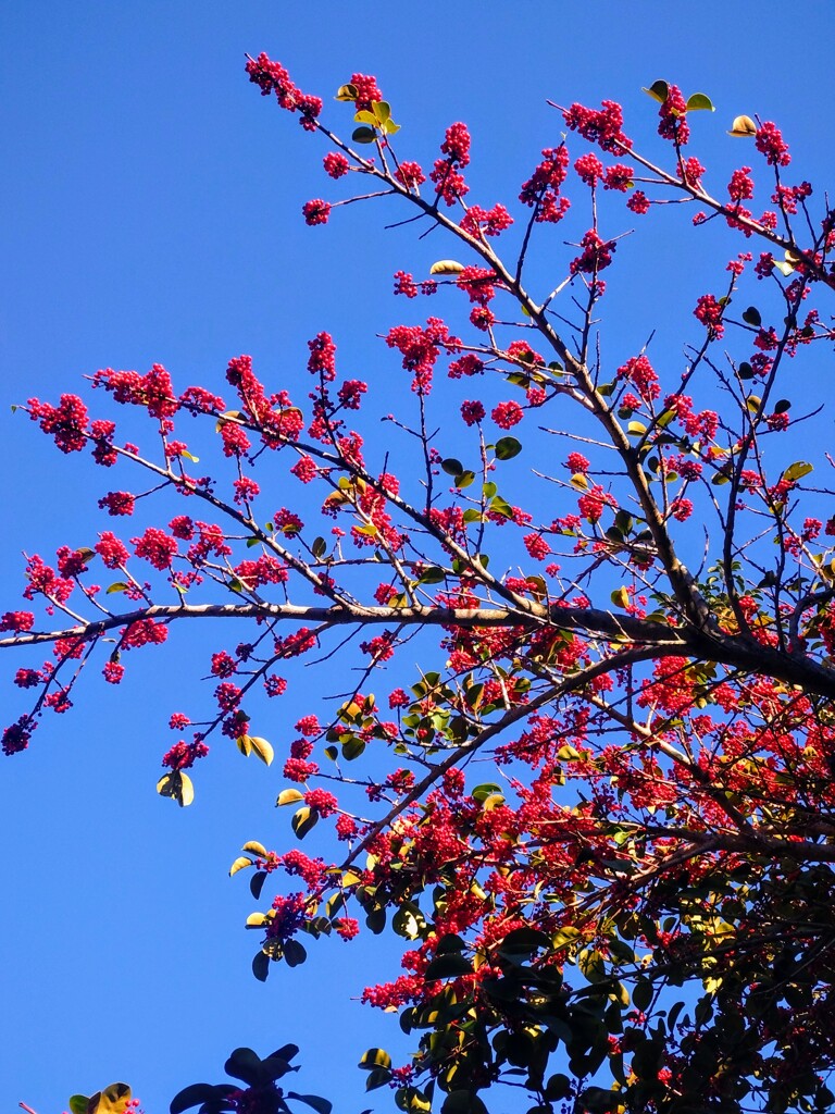 青空と花楸樹