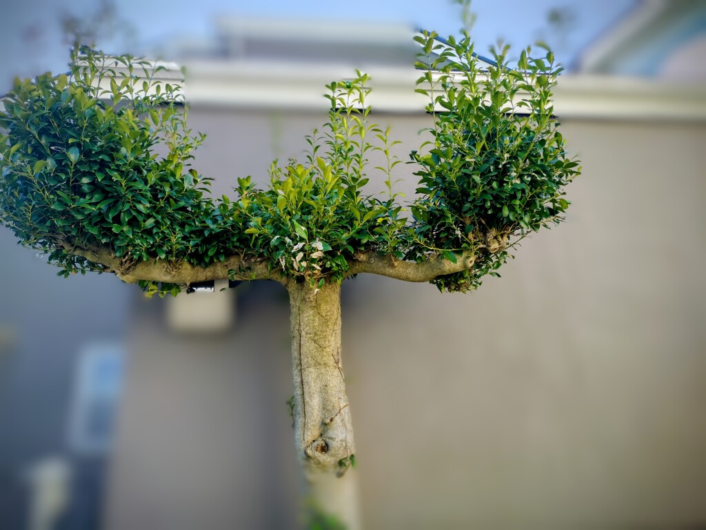 アートな木
