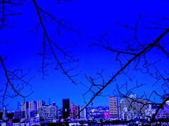 都立桜ヶ丘公園