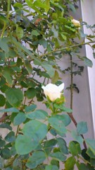 秋薔薇