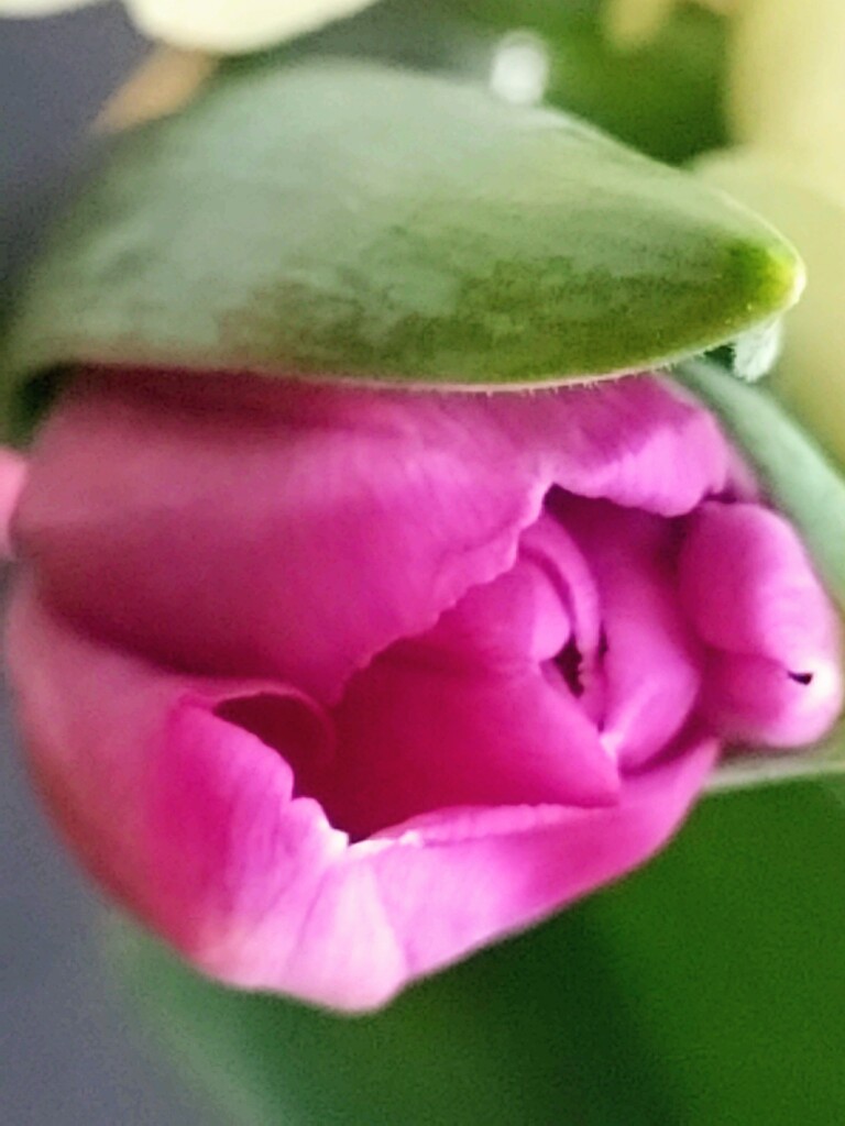 ロマンスがありあまる