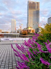 アメジストセージ越しに臨む