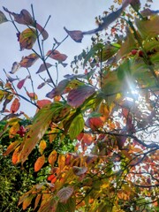 紅葉グラデーション