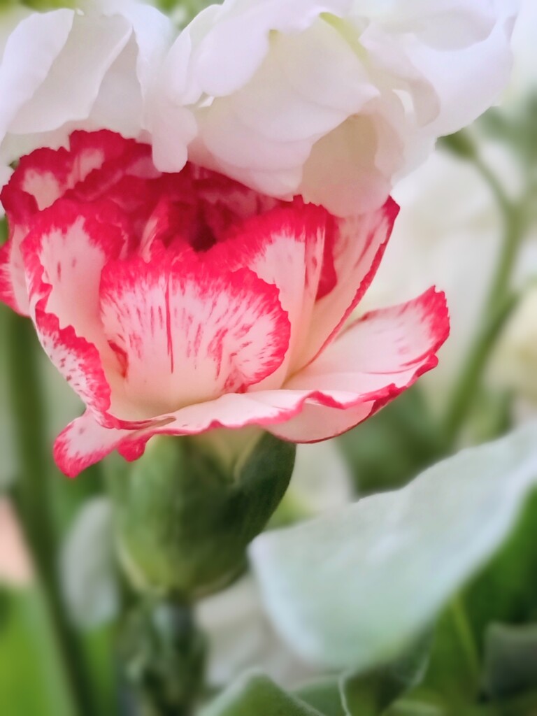 ロマンスがありあまる　②