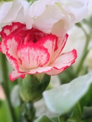 ロマンスがありあまる　②