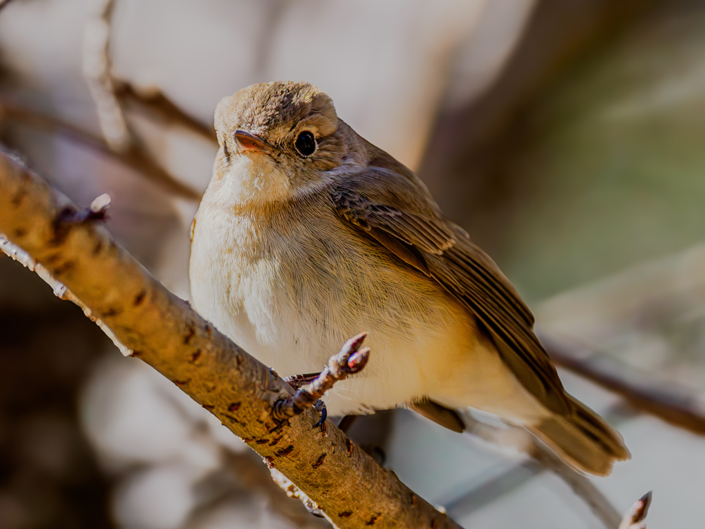 20260203-ニシオジロビタキ