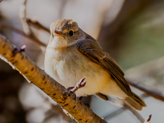 20260203-ニシオジロビタキ