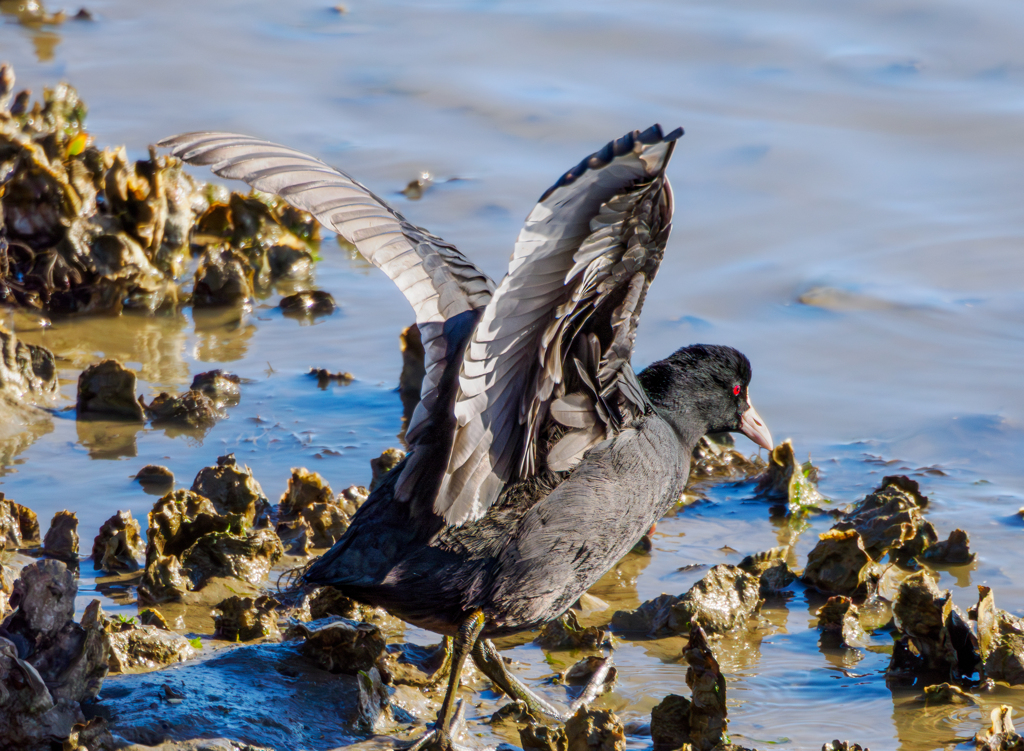 20260106-オオバン