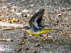 20251111-キセキレイ