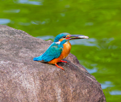 20250521-カワセミ