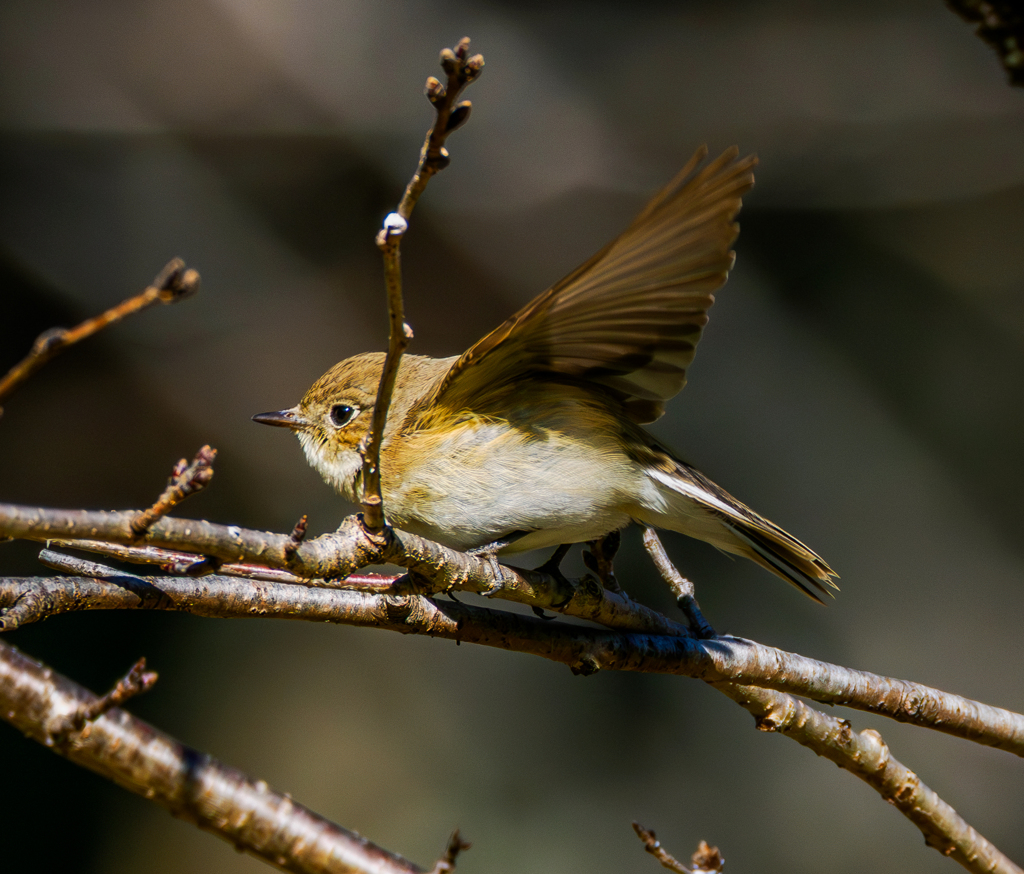 20260203-ニシオジロビタキ