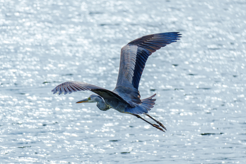 20251002-アオサギ