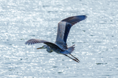 20251002-アオサギ