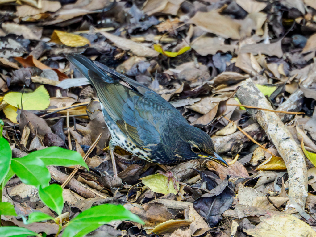 20251028-クロツグミ