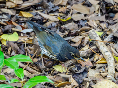 20251028-クロツグミ