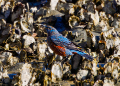 20260106-イソヒヨドリ