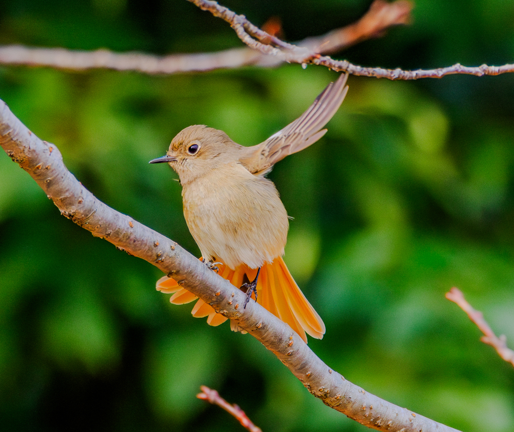 20260210-ジョウビタキ