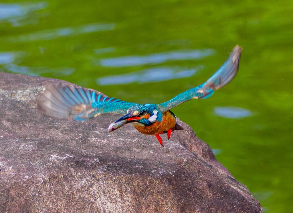 20250521-カワセミ