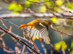 20251111-ジョウビタキ