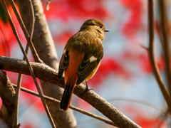 20251217-ジョウビタキ