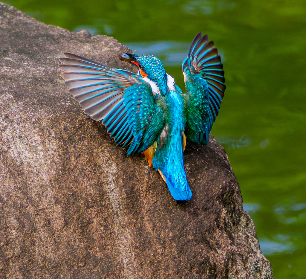 20250521-カワセミ