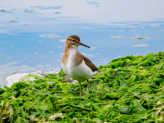 20251217-イソシギ