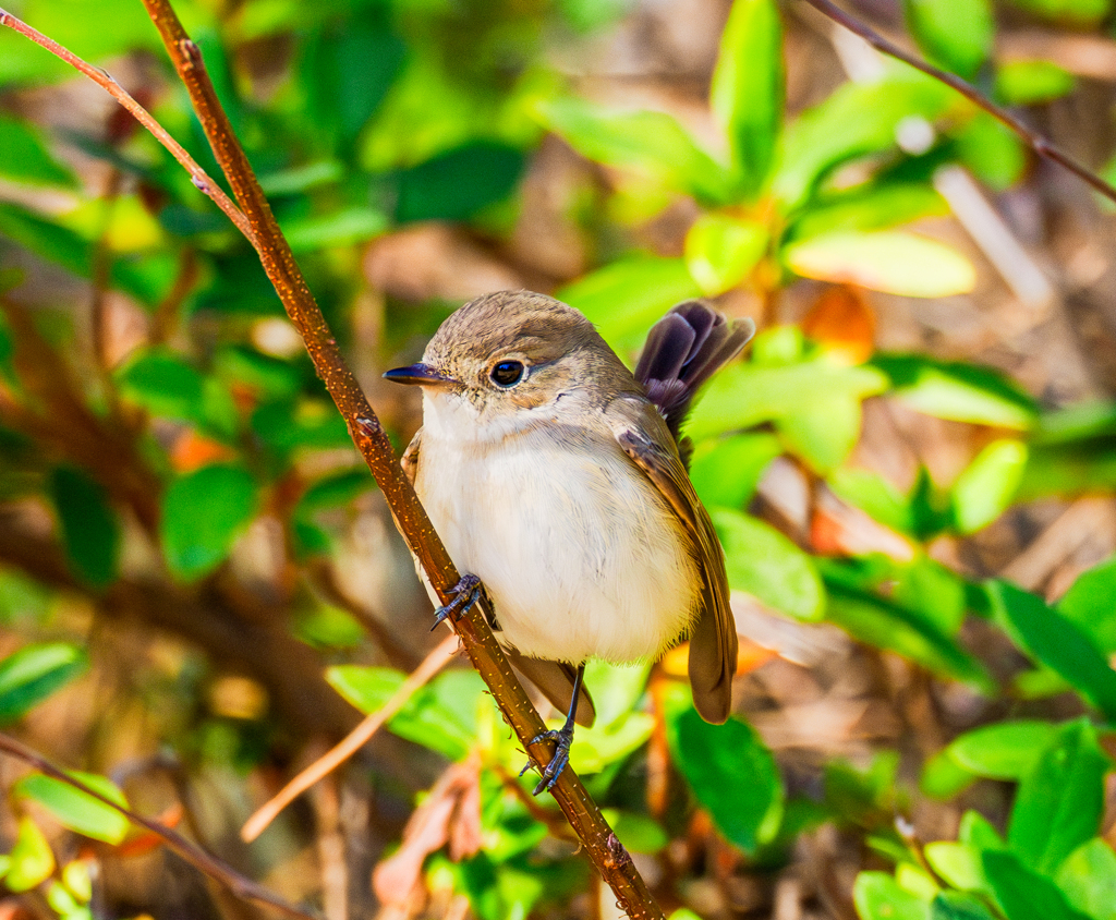 20260203-ニシオジロビタキ