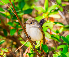 20260203-ニシオジロビタキ