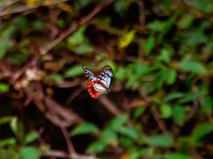 20251104-アサギマダラ