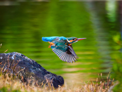 20251231-カワセミ