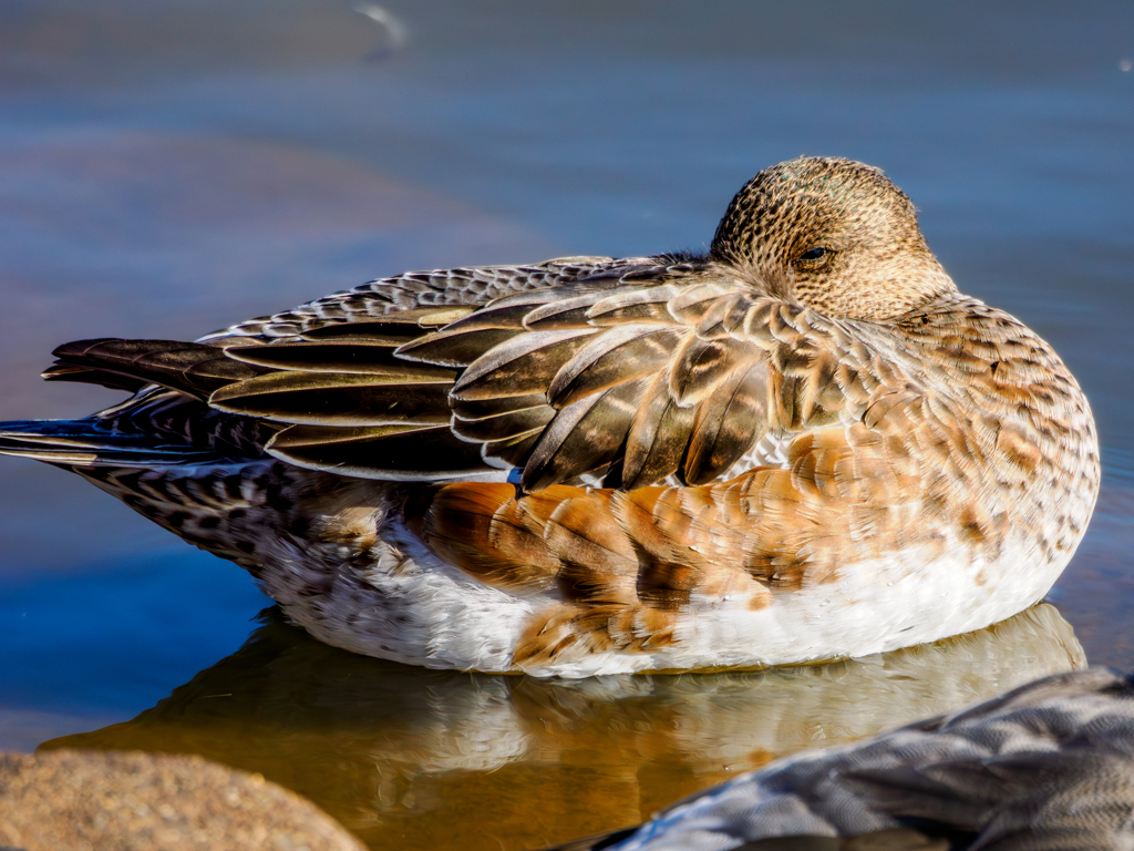 20251209-ヒドリガモ