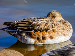 20251209-ヒドリガモ