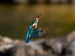 20251231-カワセミ