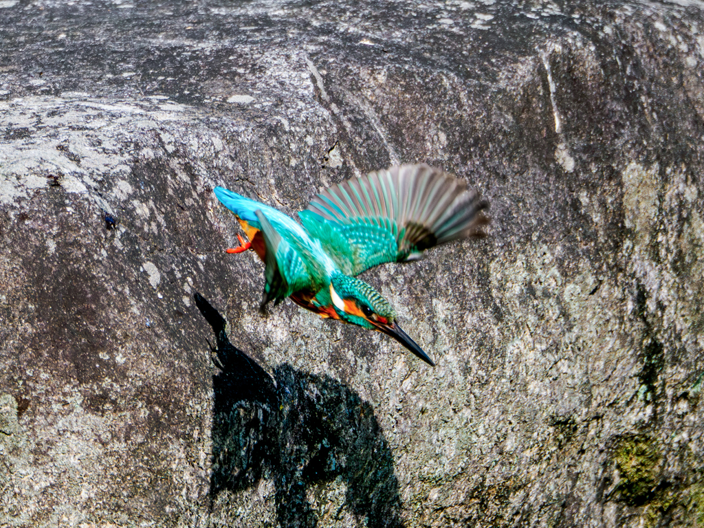 20251202-カワセミ