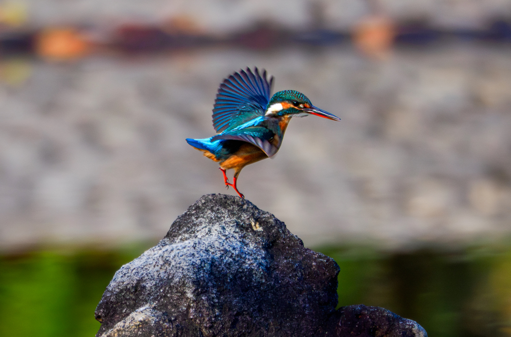 20251231-カワセミ