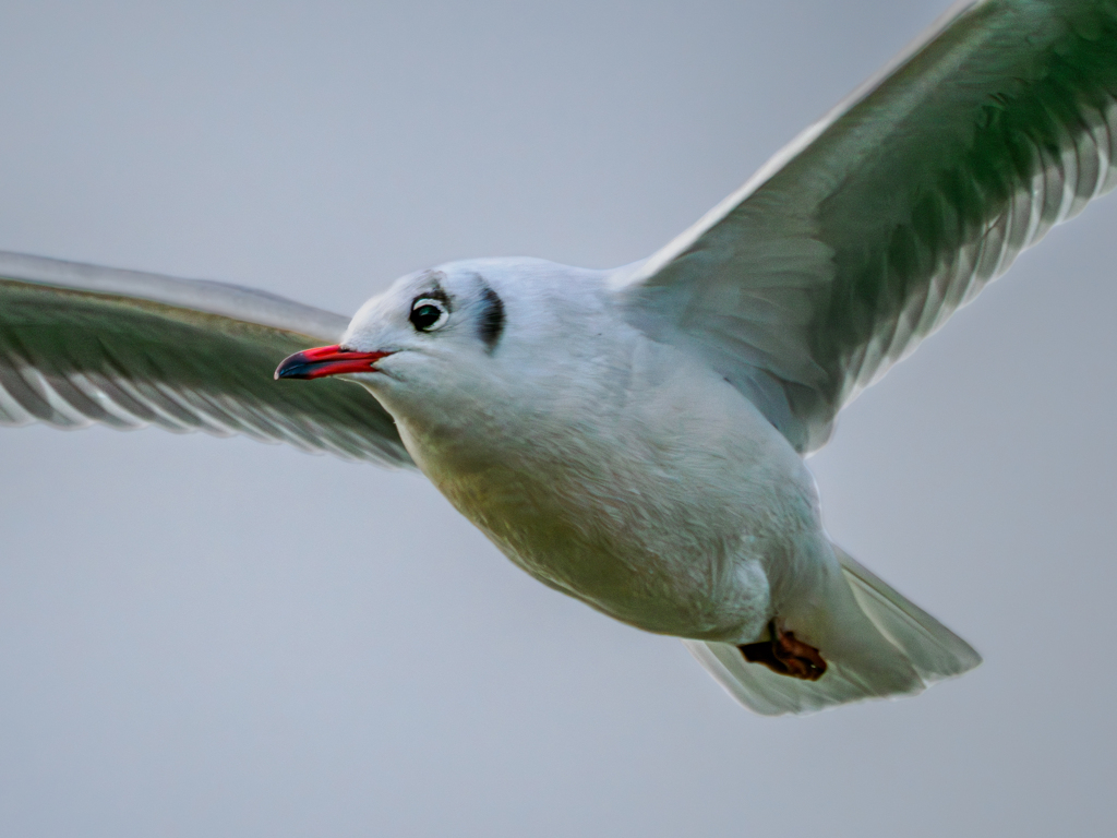 20251223-ユリカモメ