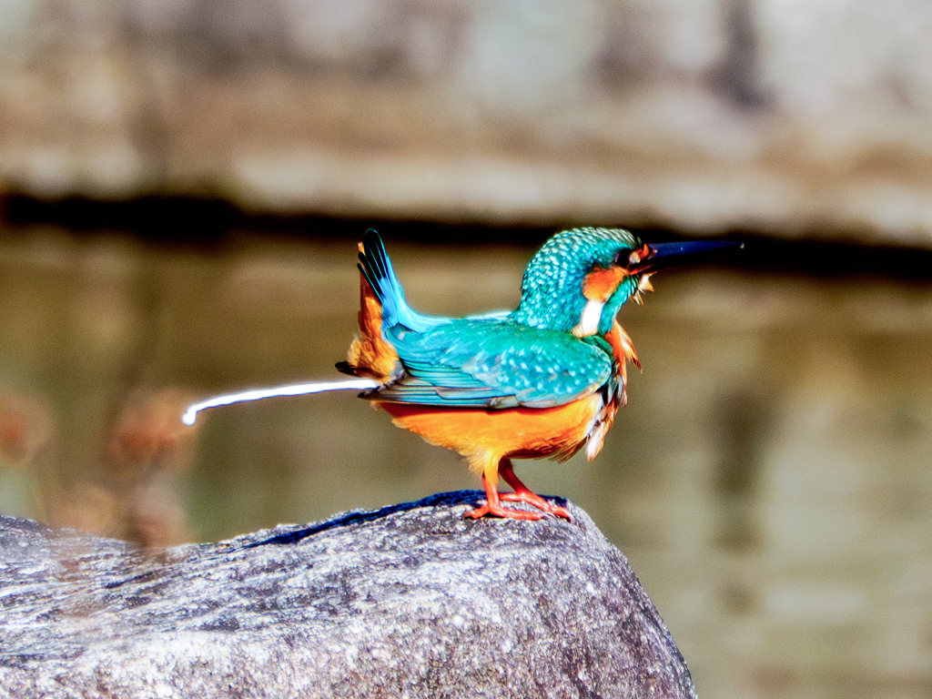 20251202-カワセミ