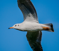 20260113-ユリカモメ