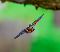 20260127-カワセミ