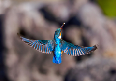 20260121-カワセミ