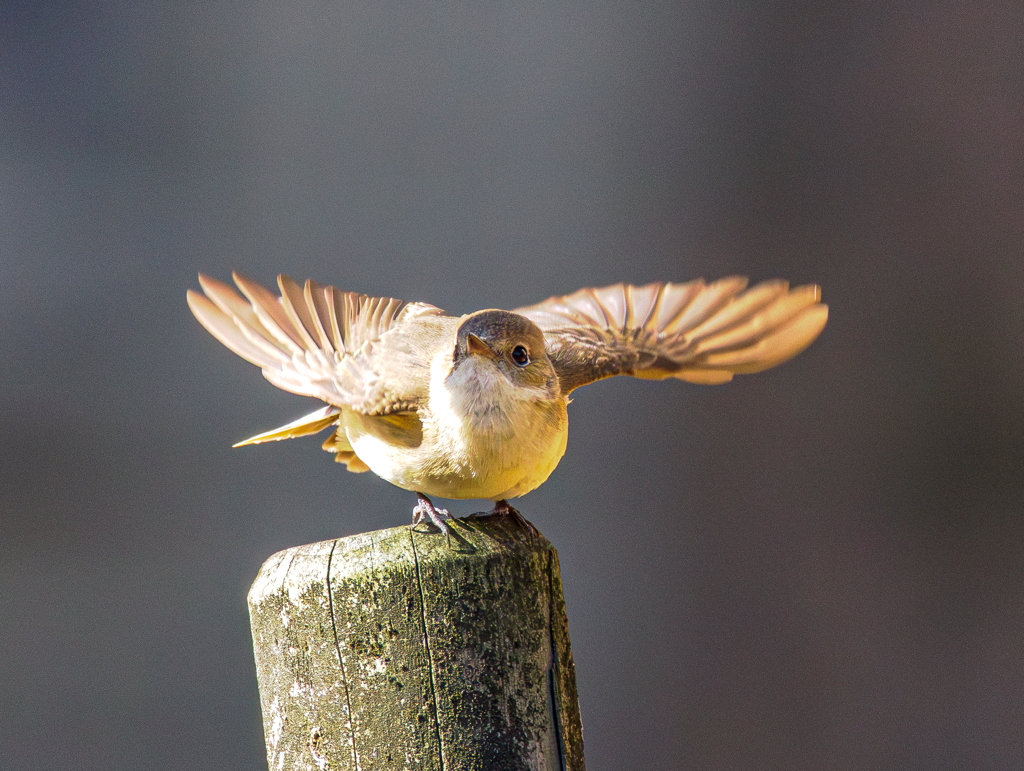 20260203-ニシオジロビタキ